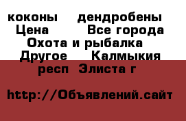 коконы    дендробены › Цена ­ 25 - Все города Охота и рыбалка » Другое   . Калмыкия респ.,Элиста г.